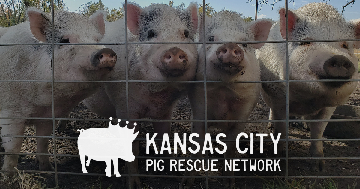 KCPRN Kansas City Pig Rescue Network Protext • Advocate • Educate