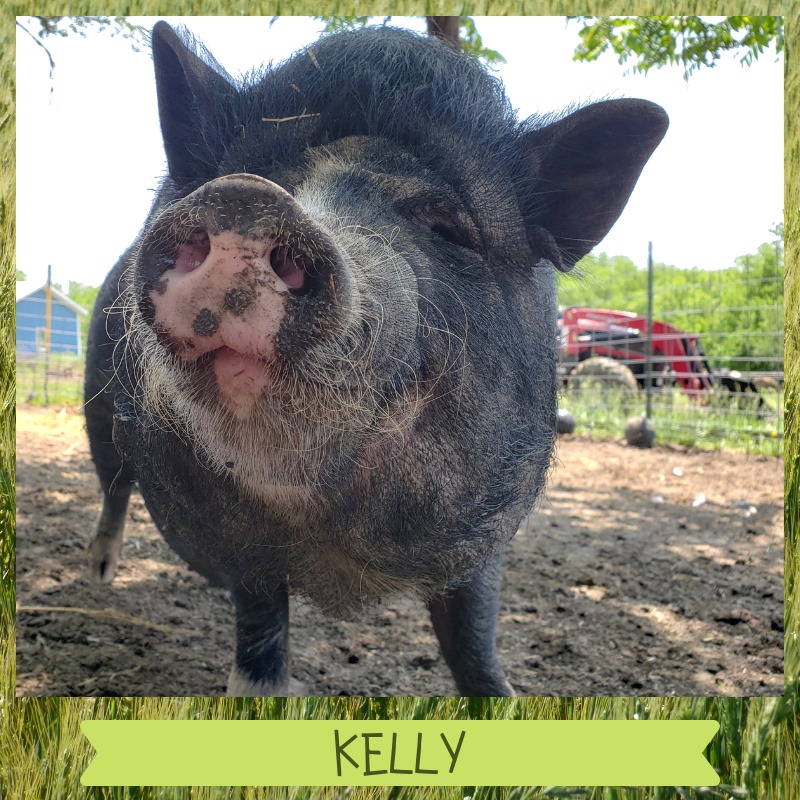 KCPRN Kansas City Pig Rescue Network Protext • Advocate • Educate